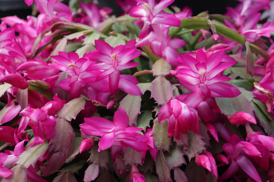 Schlumbergera truncatus Basket 3