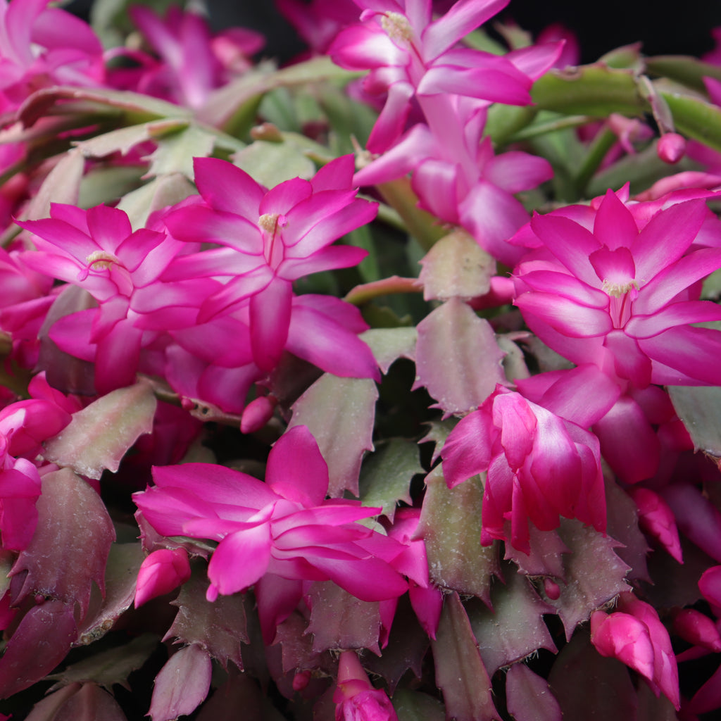 Schlumbergera truncatus Basket Image