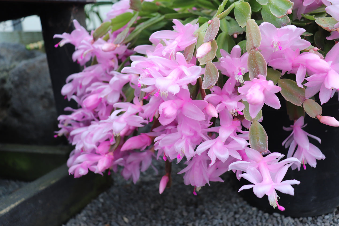Schlumbergera truncatus Basket 4