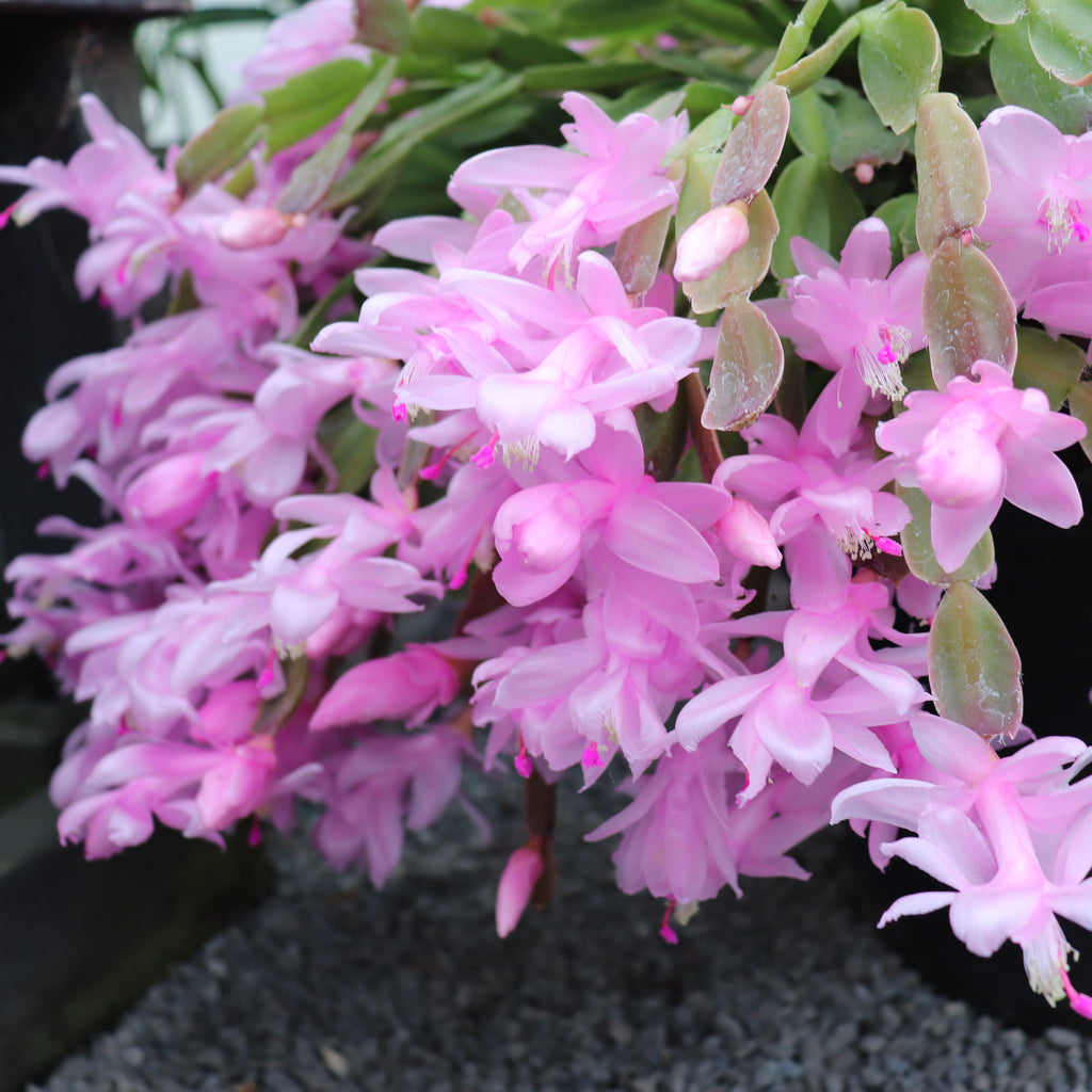 Schlumbergera truncatus Basket Image