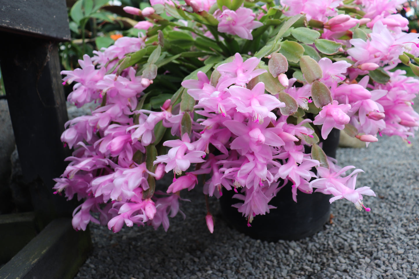 Schlumbergera truncatus Basket 5