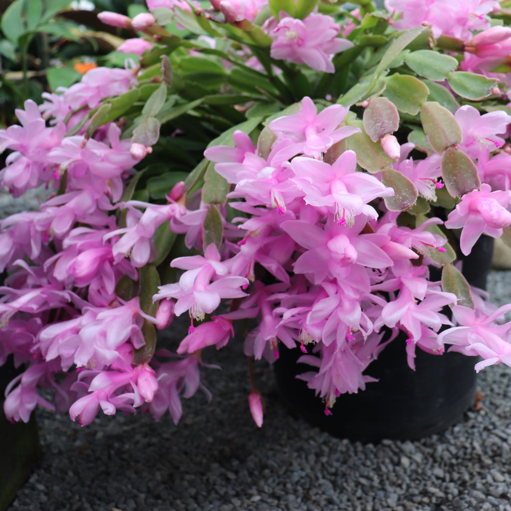 Schlumbergera truncatus Basket Image