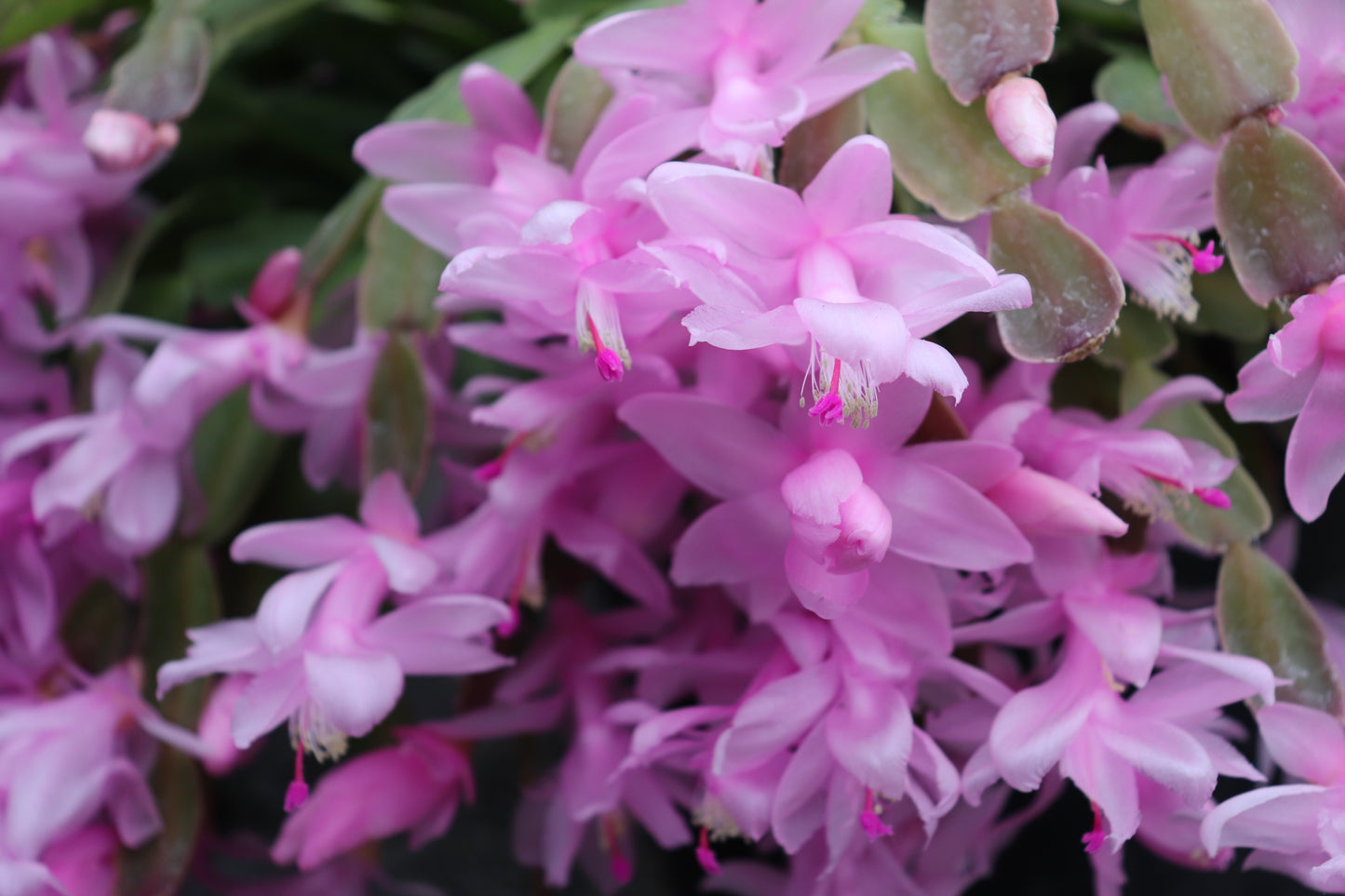 Schlumbergera truncatus Basket 6