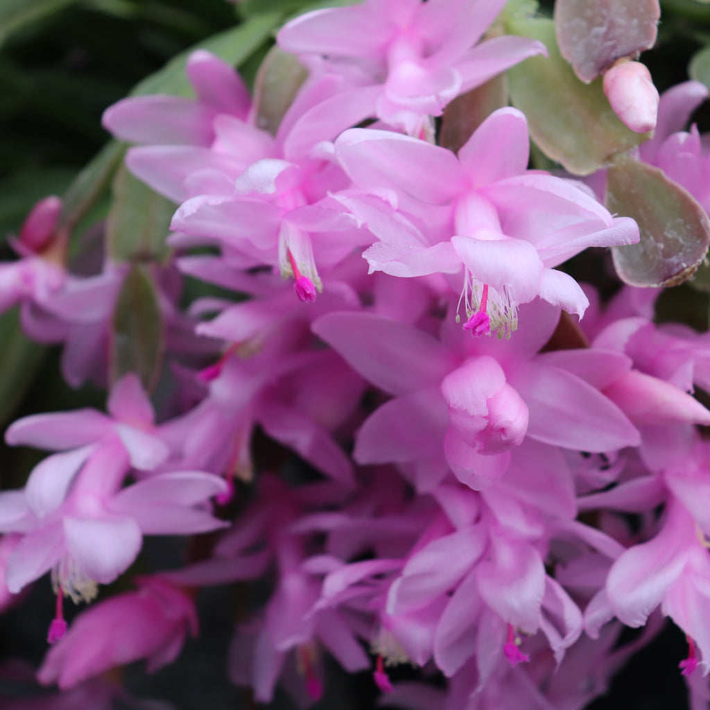 Schlumbergera truncatus Basket Image