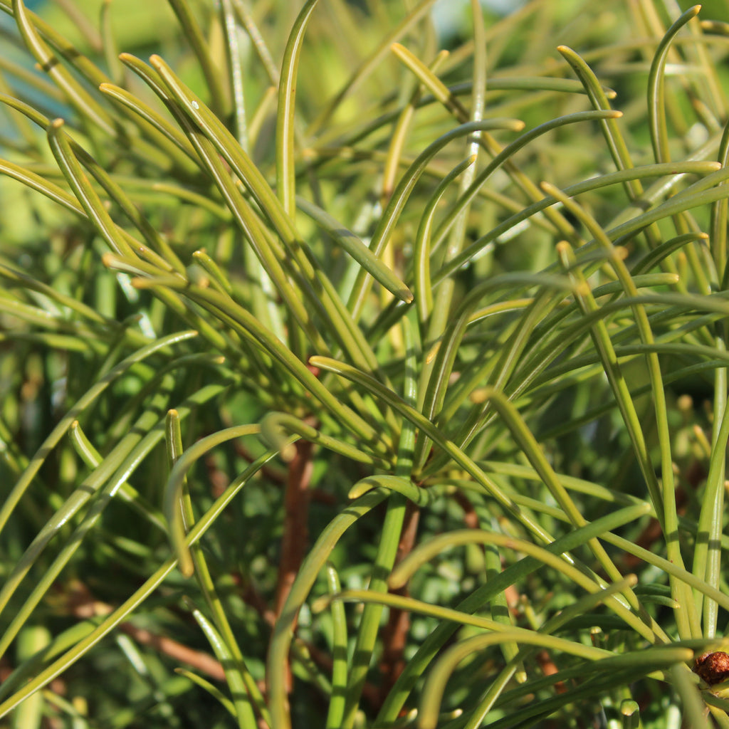 Sciadopitys verticillata Image