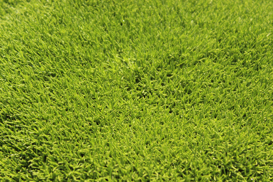 Scleranthus biflorous