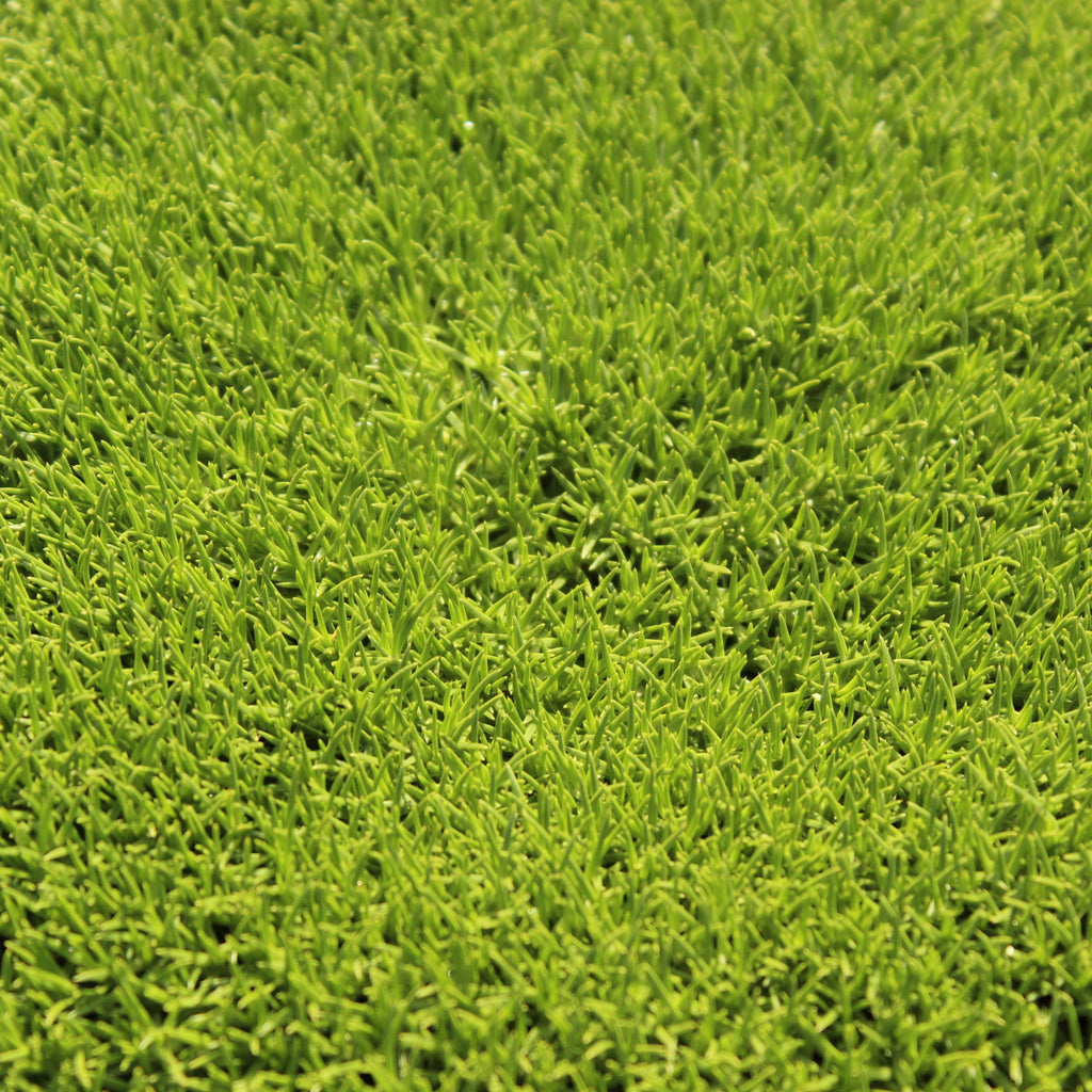 Scleranthus biflorus Image