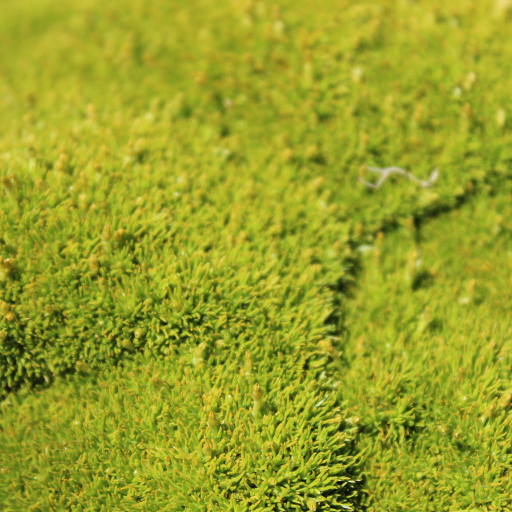 Scleranthus uniflorus Image