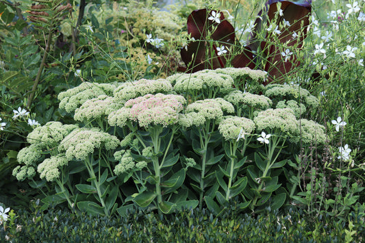 Sedum Autumn Joy 3