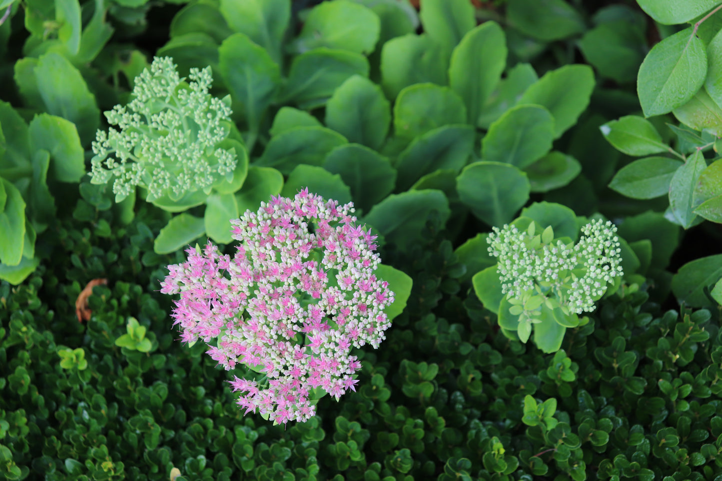 Sedum Autumn Joy 4