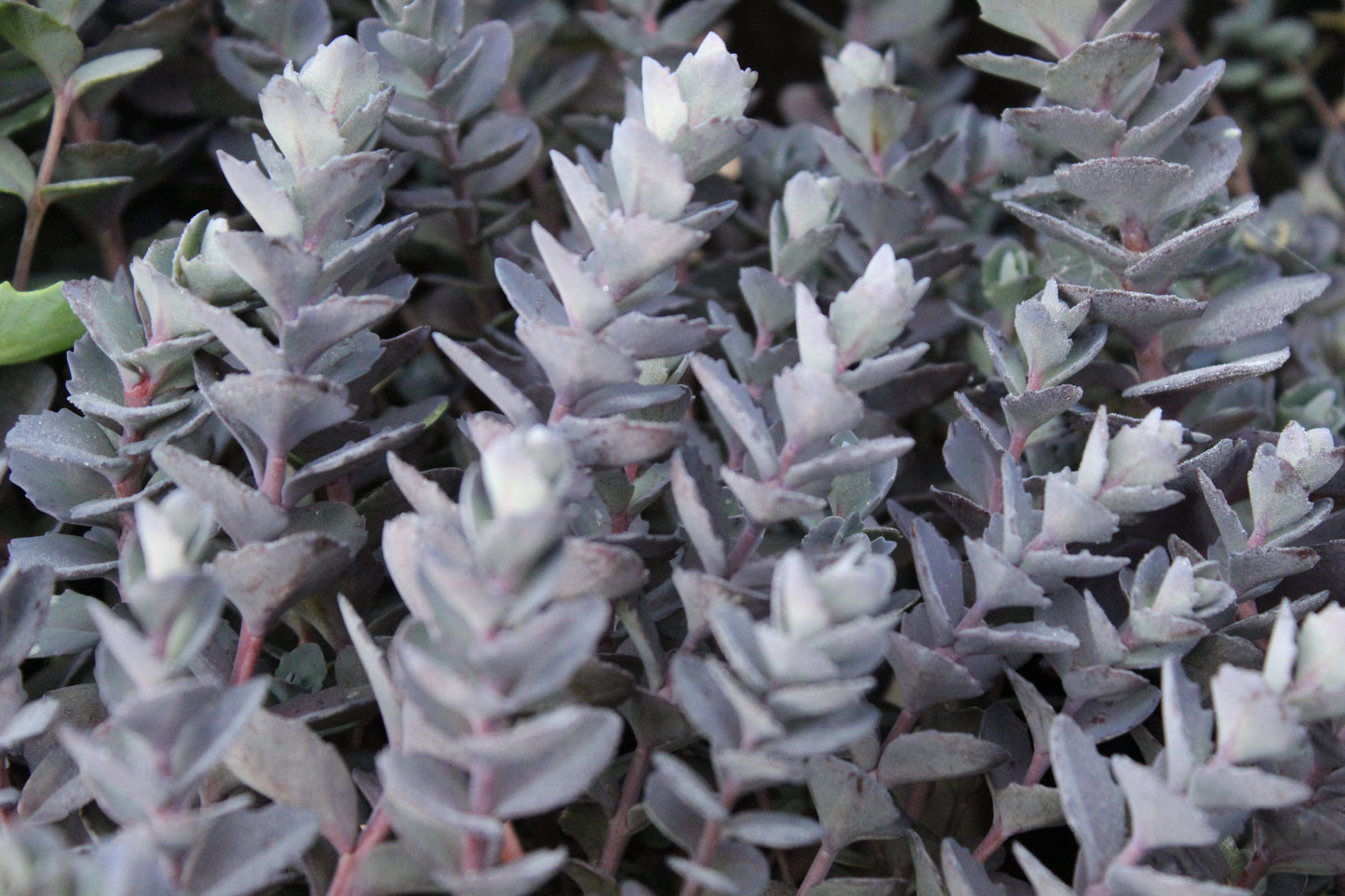 Sedum Bertram Anderson 2