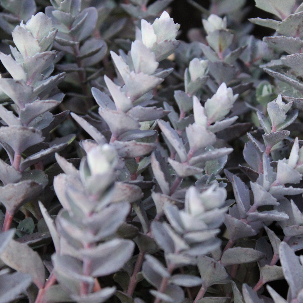 Sedum Bertram Anderson Image
