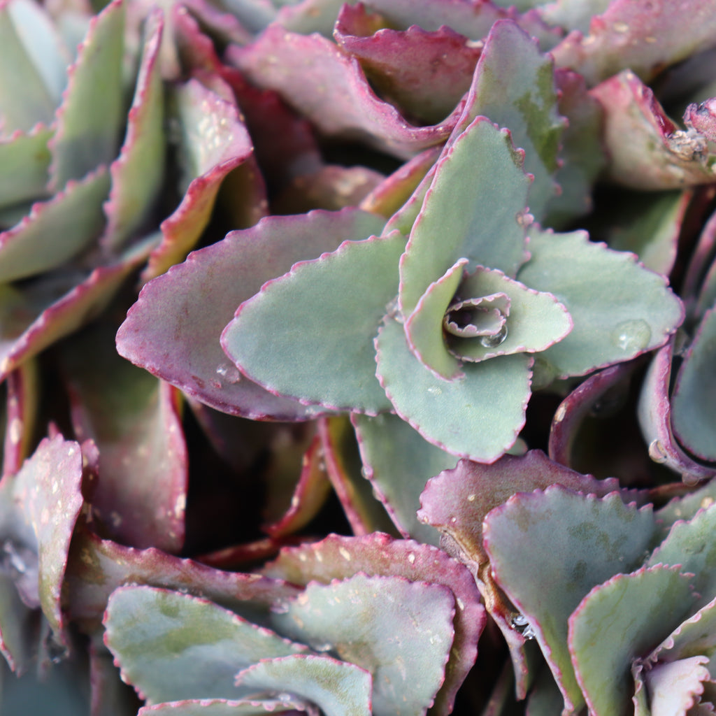Sedum Coral Jade Image