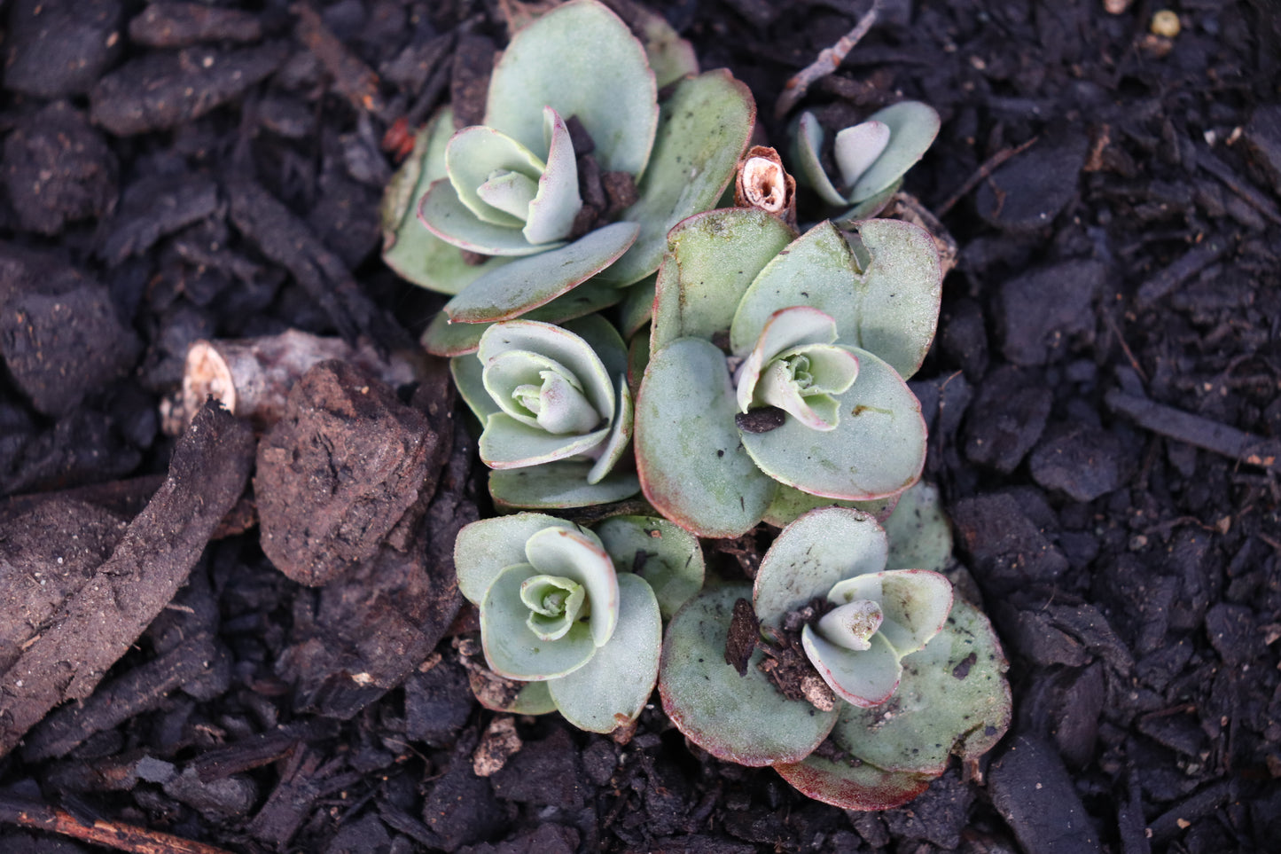 Sedum Matrona