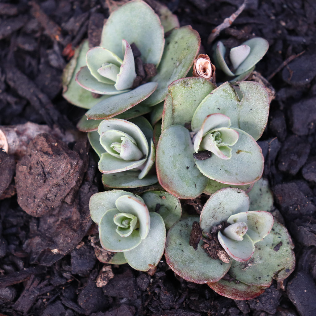Sedum Matrona Image