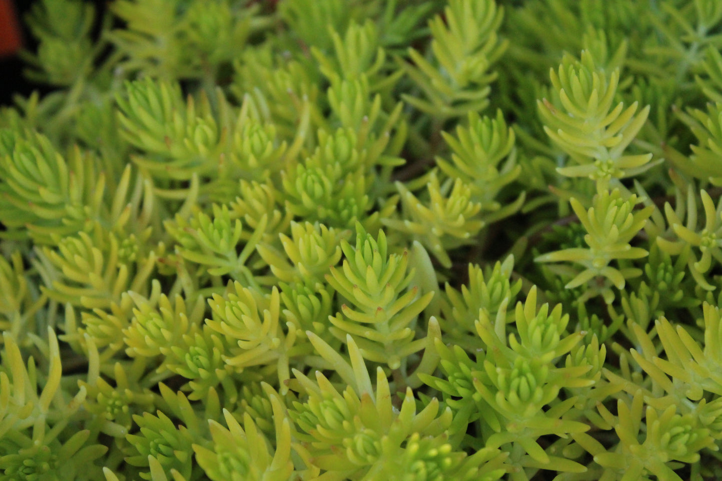 Sedum Mexicanum