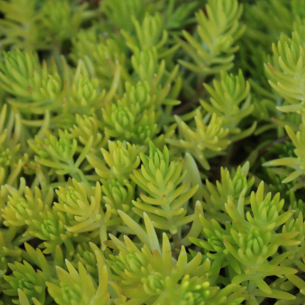 Sedum Mexicanum Image