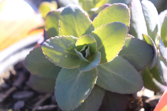Sedum Midnight Coral