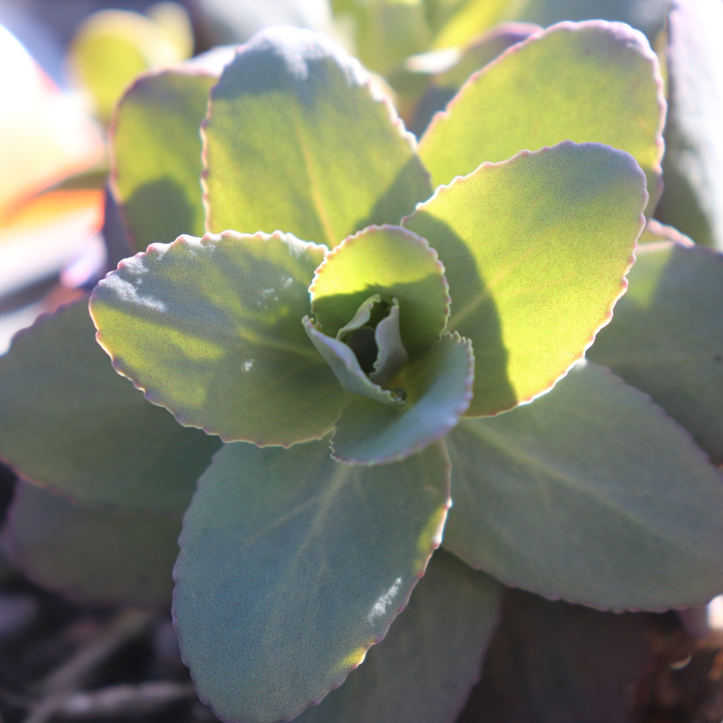 Sedum Midnight Coral Image