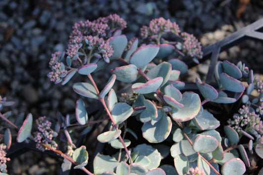 Sedum Sieboldii
