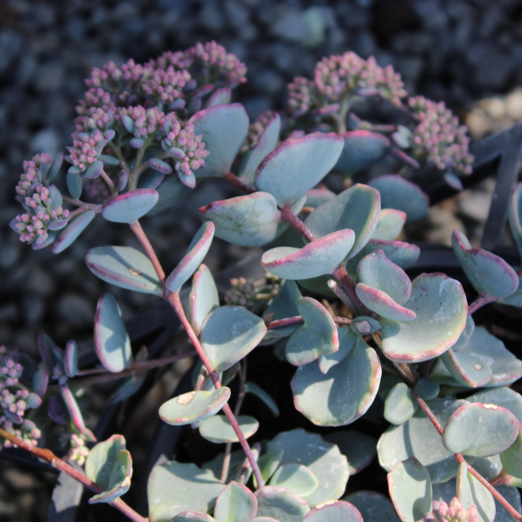 Sedum Sieboldii Image