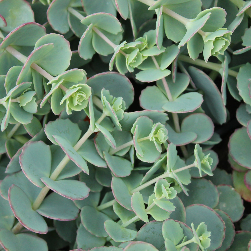 Sedum Sieboldii Image