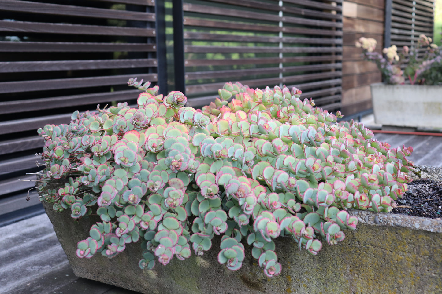 Sedum Sieboldii 3