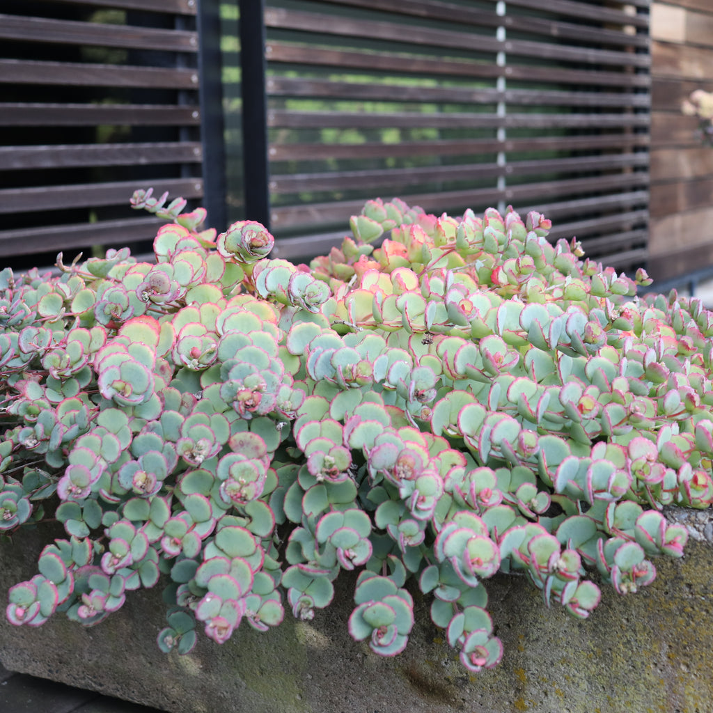 Sedum Sieboldii Image
