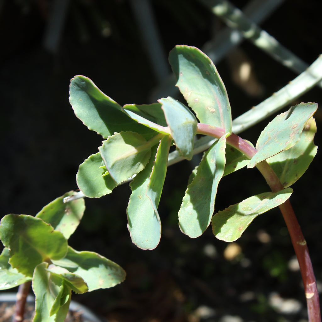 Sedum Vera Jameson Image