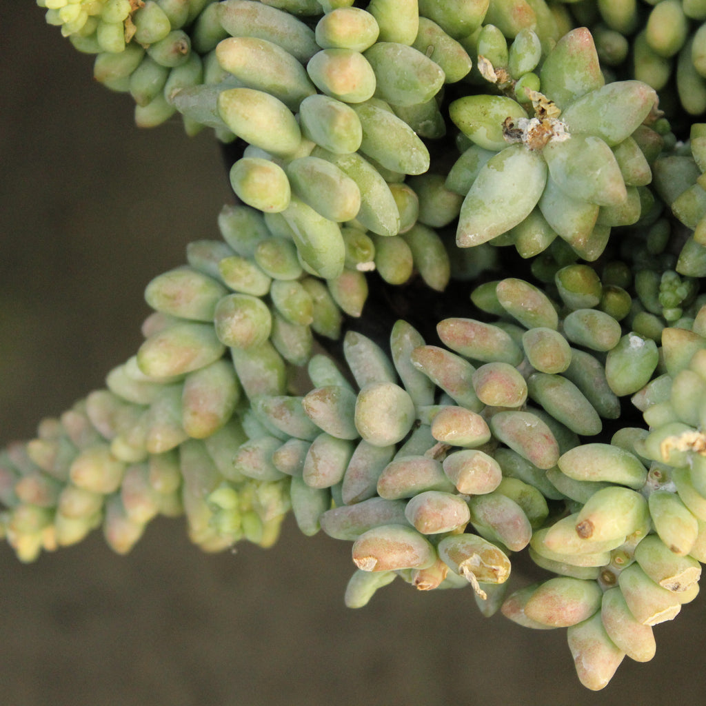 Sedum burrito Image