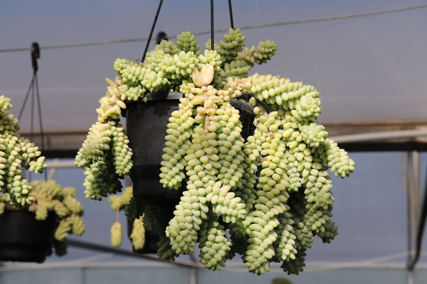 Sedum burrito 2