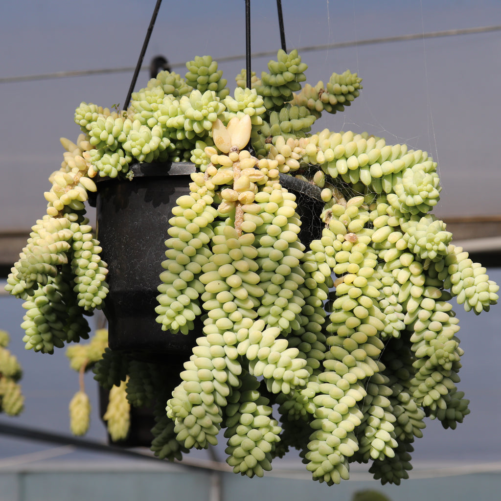 Sedum burrito Image