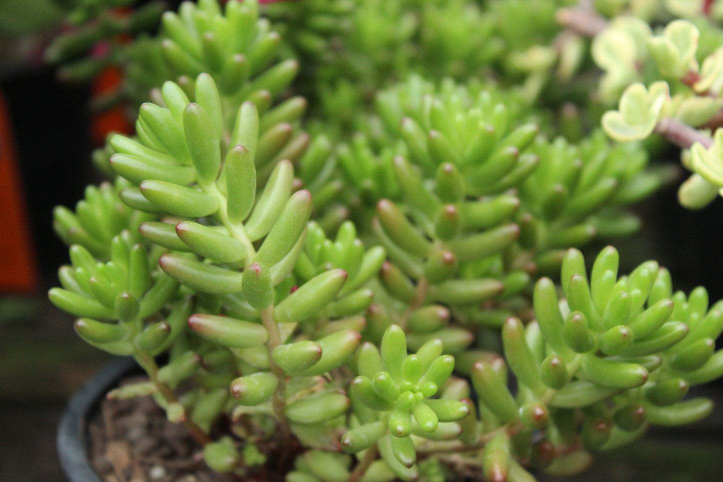 Sedum rubrotinctum