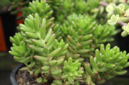 Sedum rubrotinctum