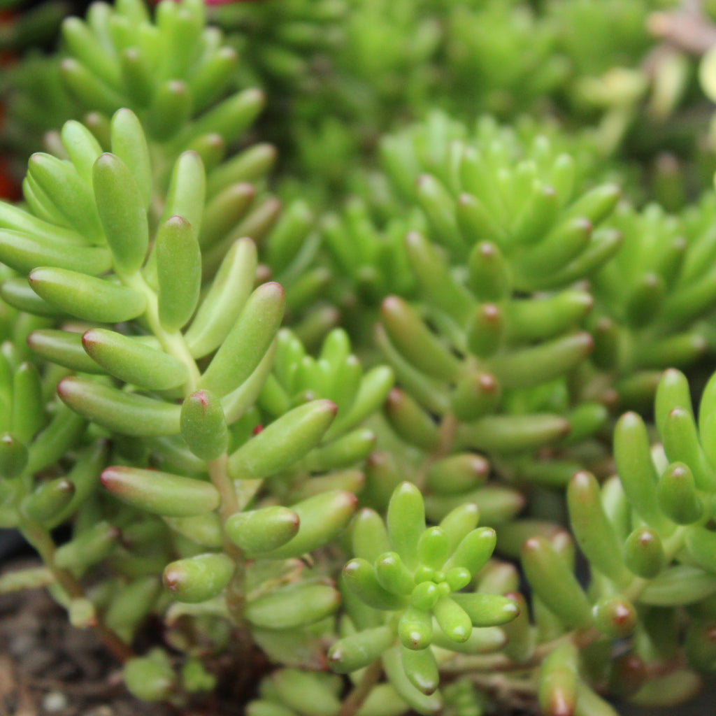 Sedum rubrotinctum Image