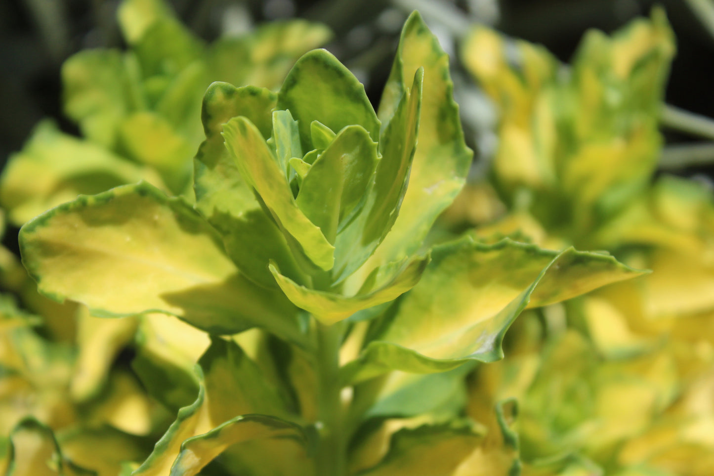 Sedum spectabilis Variegatum