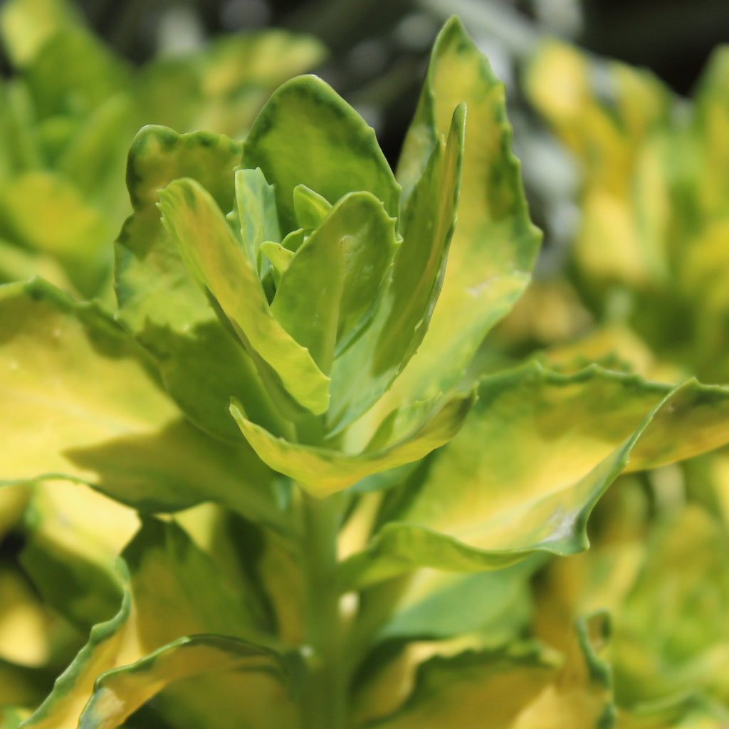 Sedum spectabile Variegatum Image