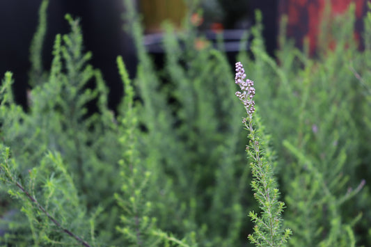 Selago densiflora 2