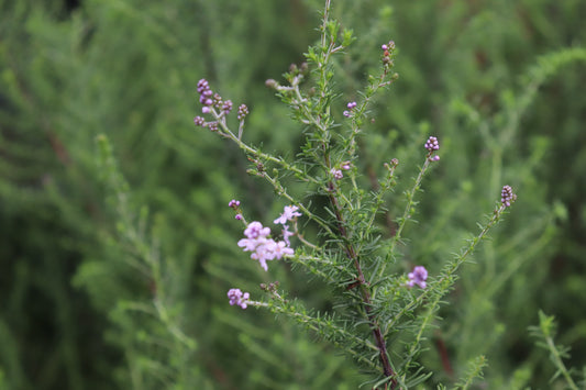 Selago densiflora 3