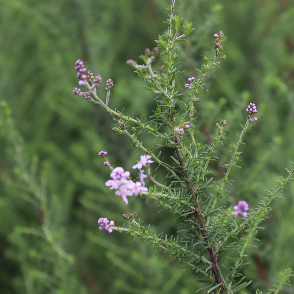 Selago densiflora Image