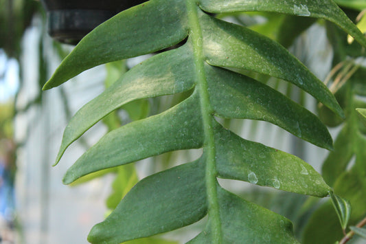 Selenicereus chrysocardium