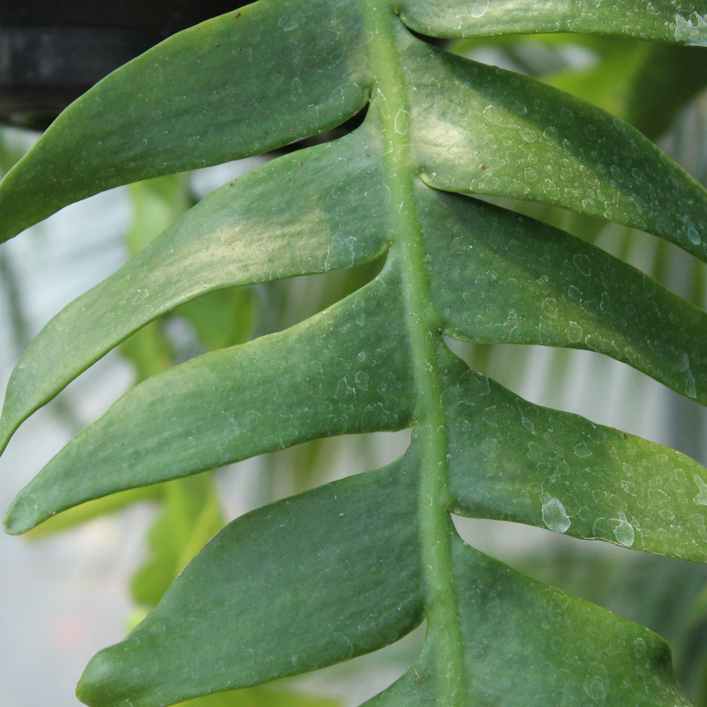 Selenicereus chrysocardium Image