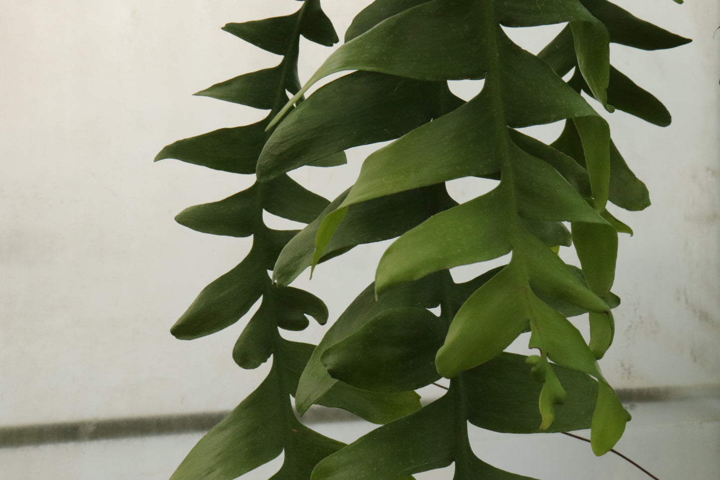 Selenicereus chrysocardium 2