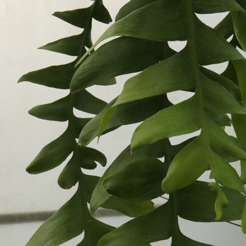 Selenicereus chrysocardium Image