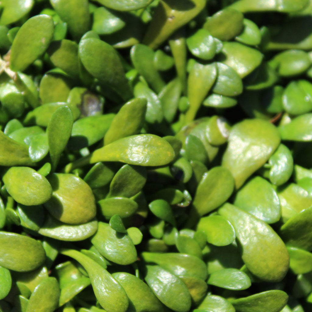 Selliera radicans Image