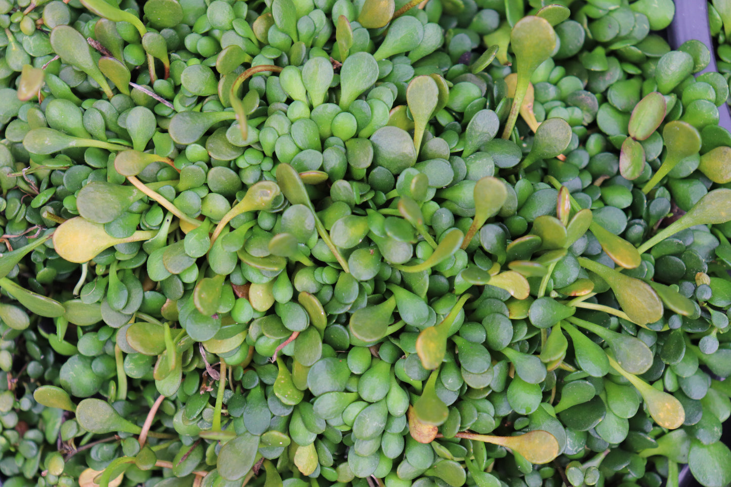 Sellieria rotundifolia