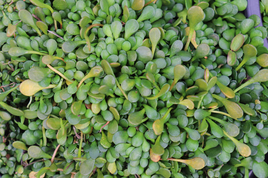 Sellieria rotundifolia