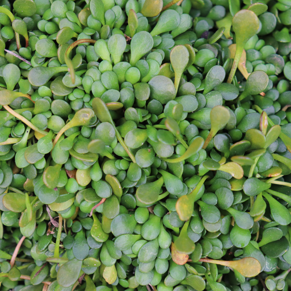 Sellieria rotundifolia Image