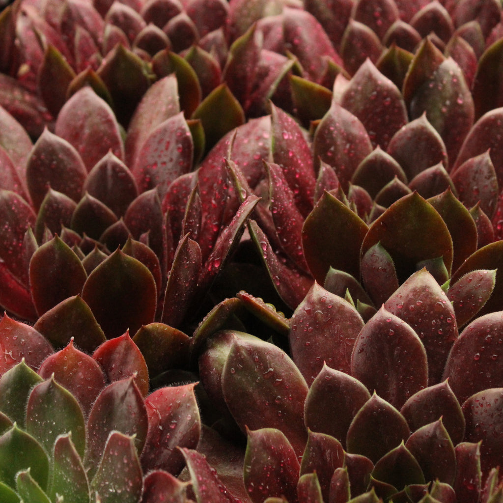 Sempervivum species Image
