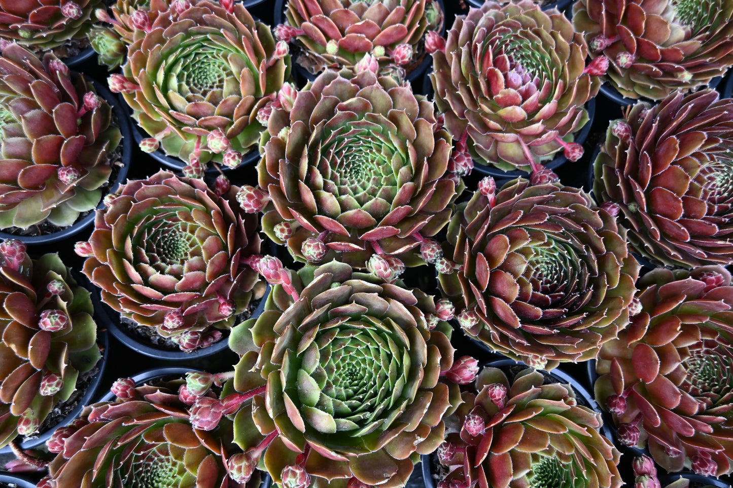 Sempervivum species 3